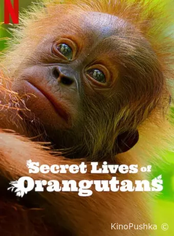 Secret Lives of Orangutans